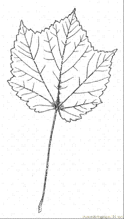 Maple tree Colouring Pages (page 2)