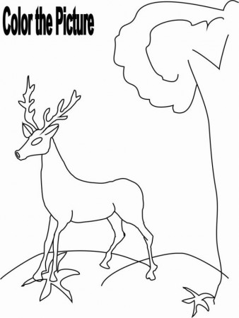 Educational Deer Coloring Page For Kids Animals Worksheets 
