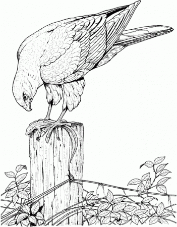 Realistic Bird Coloring Pages For Adults Enjoy Coloring 291148 