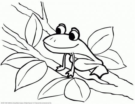 Tree Frog Coloring Page Hagio Graphic 150119 Nocturnal Animals 