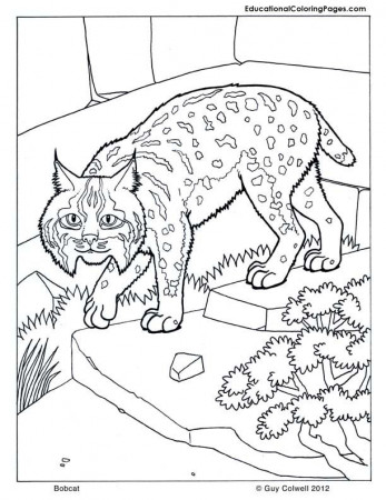 print coloring pages free | Animal Coloring Pages for Kids