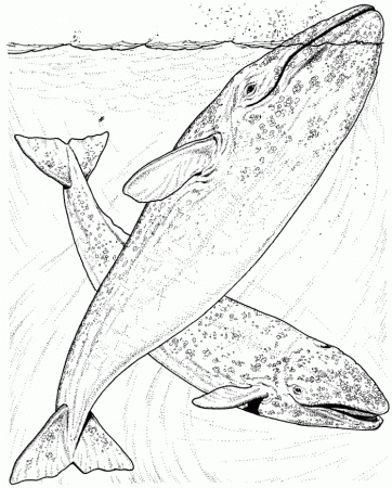 Humpback Whale Coloring Page Kids | 99coloring.