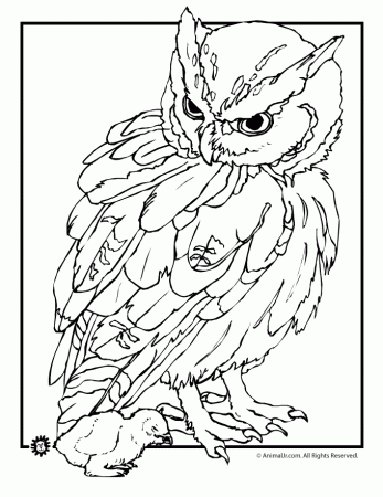 Detailed Owl Coloring Pages Images & Pictures - Becuo