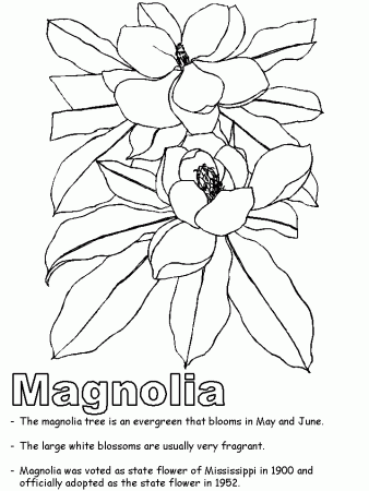 State tree Mississippi Colouring Pages