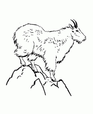 Mountain Goat Coloring Pages Free - Kids Colouring Pages