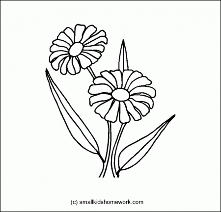 Daisy Flower Outline and Coloring Picture with Interesting Facts