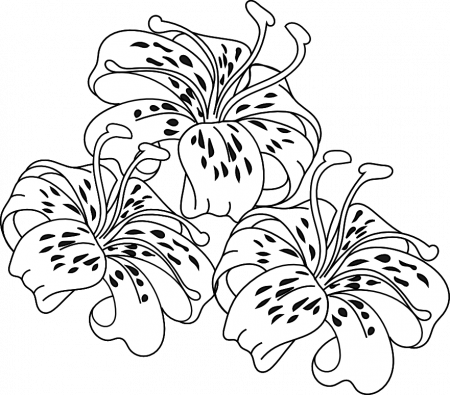 Tiger Lily Flower Coloring Pages Mvmnetf | Better Homes and Gardens