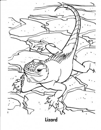 Ccoloring Pages A Lizard Free Coloring Pages 184963 Lizard 