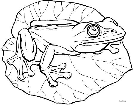Frog Animal Coloring Pages For Kids