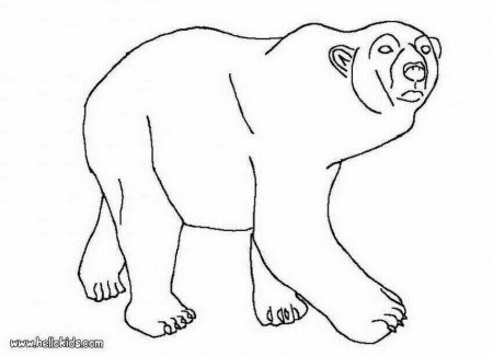 Desenhos de URSOS POLARES para colorir - Desenho de um Urso Polar 
