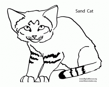 Sandcat Wild Cats Coloring Pages Printable Coloring Book Ideas 
