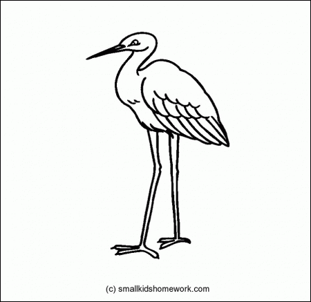 Crane Bird Outline and Coloring Picture with Interesting Facts