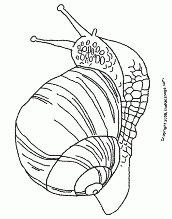 Snail Free Coloring Pages for Kids - Printable Colouring Sheets
