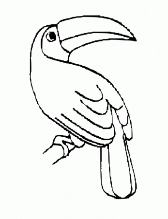 Toucan Coloring Pages Coloring Pages For Adults Coloring Pages 