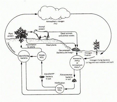 The carbon cycle coloring page 