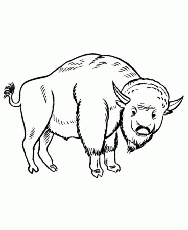 Wild Animal Coloring Pages | Drawing of large Bison Coloring Page 
