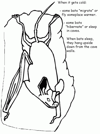 Bat Facts Coloring Book Page