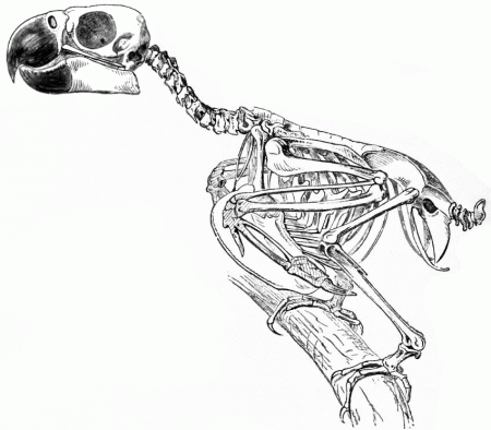 Skeleton of a cockatoo | Cockatoo-info.com