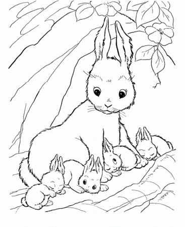 baby bunny pictures Colouring Pages (page 3)