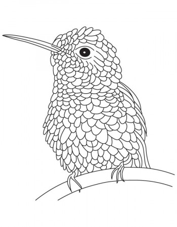 Textured hummingbird coloring page | Download Free Textured 