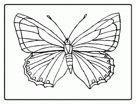 butterflies coloring pages for adults : Printable Coloring Sheet 