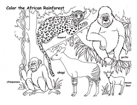 African RainForest Animals Coloring Pages | Coloring