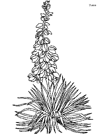 Sego Lily Flower Coloring Pages