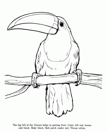 Toucan Coloring Pages 66 | Free Printable Coloring Pages