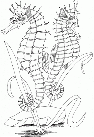 Underwater Coloring Pages Of Sea Horse: Underwater Coloring Pages 