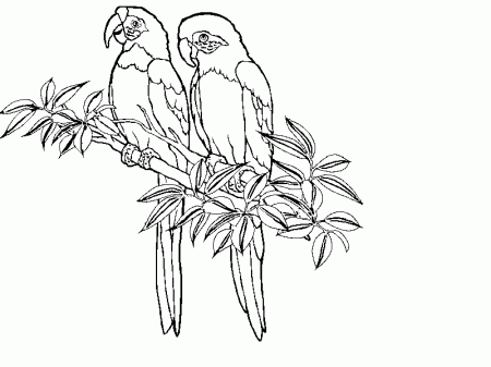 Rainforest Animal Coloring Pages 192 | Free Printable Coloring Pages