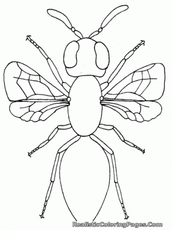 Free Printable Insect Coloring Pages For Kids High Definition 