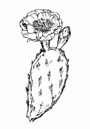 Opuntia humifusa (eastern prickly-pear): Go Botany
