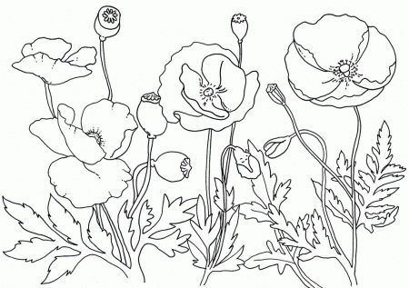 Remembrance Day Poppies Coloring Page : KidsyColoring | Free 