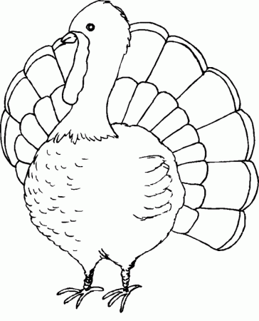 Turkey Coloring Pages Coloring Book Area Best Source For 282786 