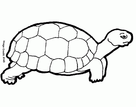 Animal Coloring Turtles Coloring Pages 1 : turtle coloring pages 