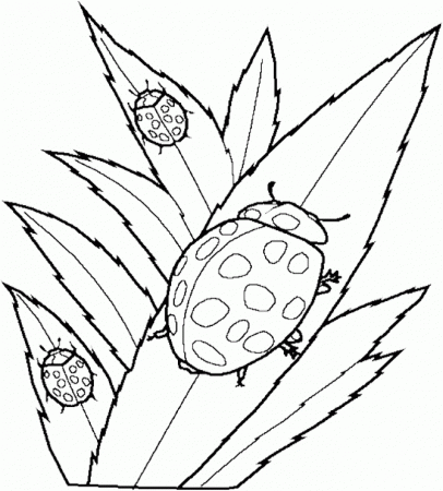 Three-Ladybug-Coloring-Pages.jpg