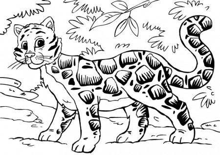 Coloring page clouded leopard - img 27856.
