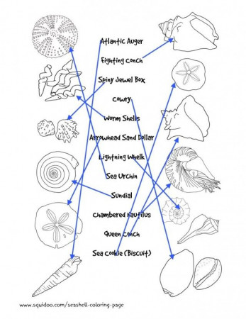 Seashell Identification Matching Page For Kids Seashells By 