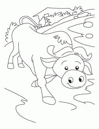 Having fun buffalo coloring pages | Download Free Having fun 