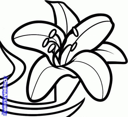 How to Draw an Easter Lily, Step by Step, Flowers, Pop Culture 