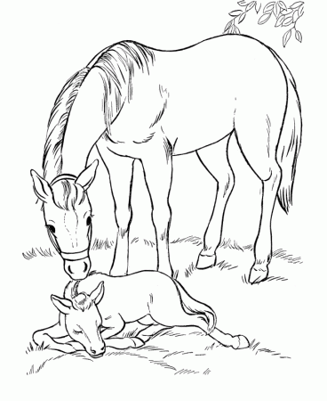 amazing birth Horse Coloring Pages For Kids | Great Coloring Pages