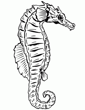 Seahorse Colouring Pages Free | Alfa Coloring PagesAlfa Coloring Pages