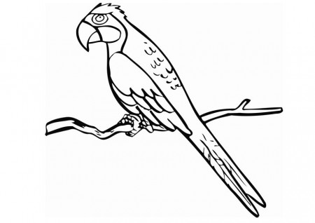 Coloring page parrot - img 12850.