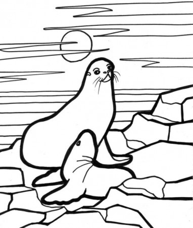 Cool Seal Coloring Page Idea | ViolasGallery.