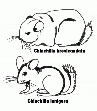 File:Chinchillas- croquis comparatif.jpg - Wikimedia Commons