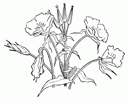 colorado state flower Colouring Pages (page 2)