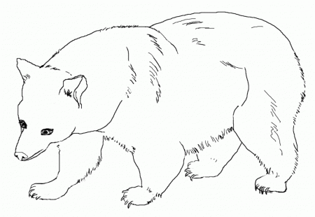 Black Bear Coloring Pages | 99coloring.com