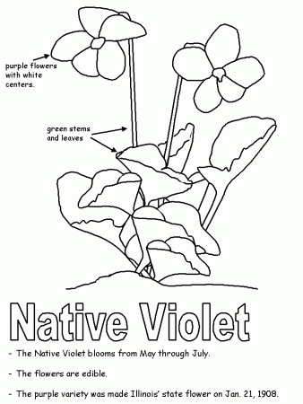 Native Violet with labels