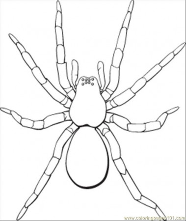 Coloring Pages Fm10spider (Animals > Arachnids) - free printable 