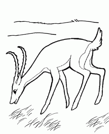 Gazelle Coloring Pages | Fast Gazelle Coloring Page and Kids 